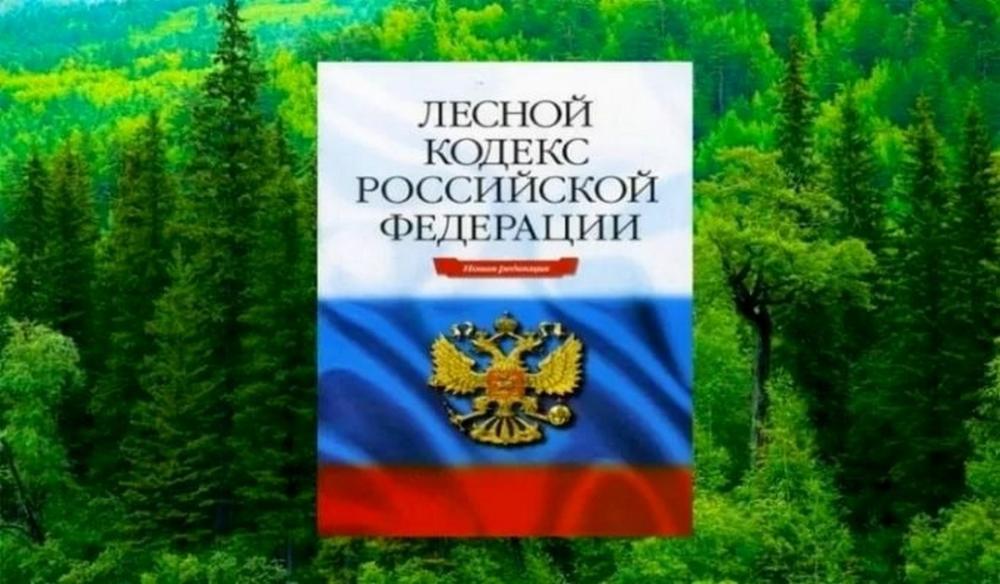 Какие объекты разрешат строить на землях лесного фонда